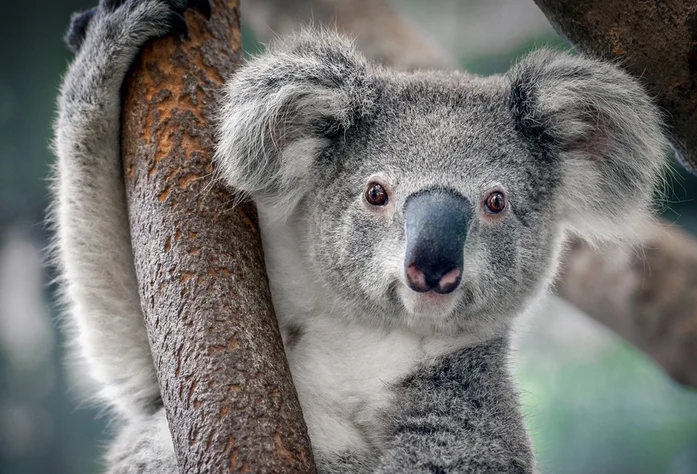Что стоит знать о коалах: простые и интересные факты