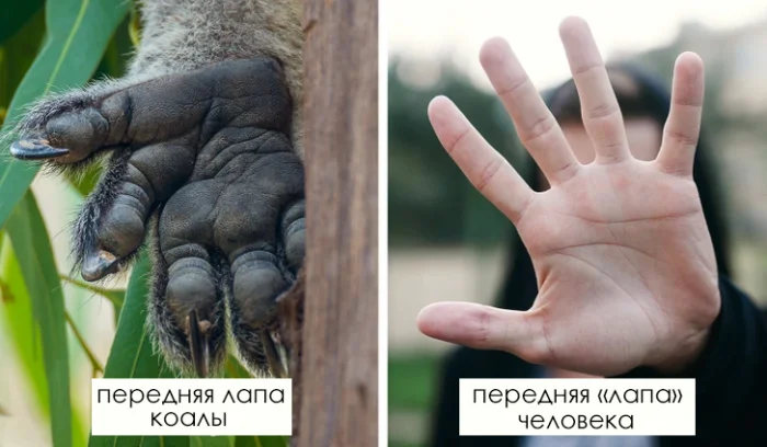 Что стоит знать о коалах: простые и интересные факты