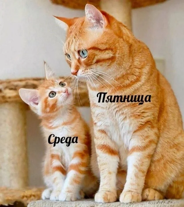 Смешные скрины из соцсетей #83