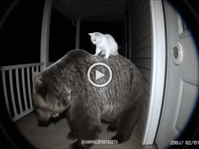 Разнообразные ГИФки #142