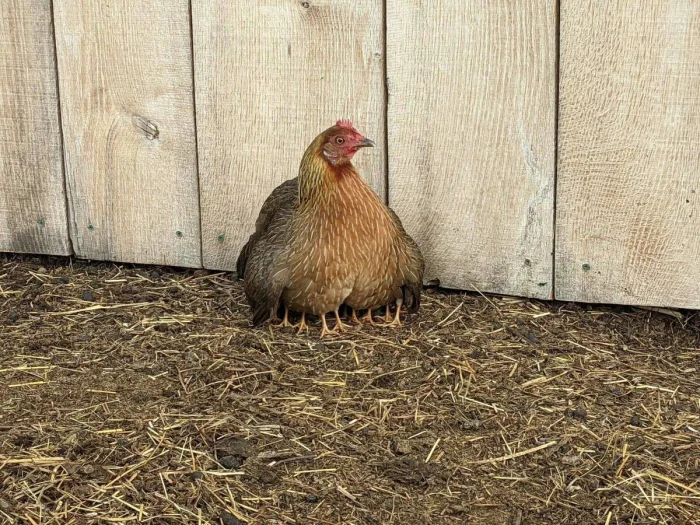 Получается всё вразнобой