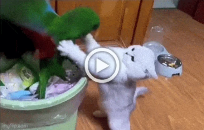 Разнообразные ГИФки #145