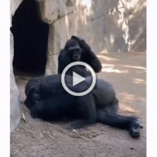 Разнообразные ГИФки #155