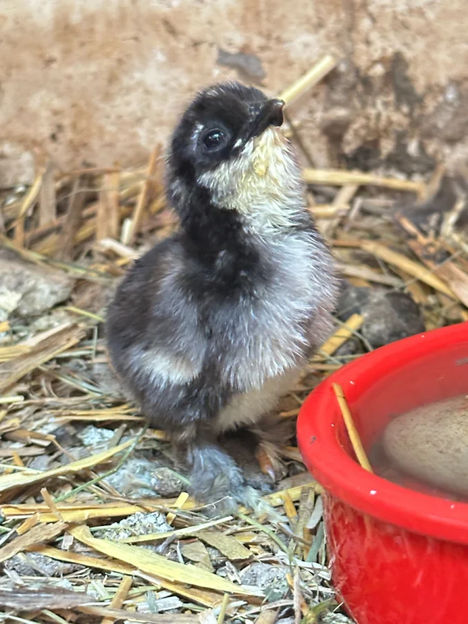 Нереальный цыпленок