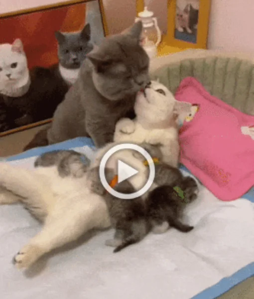 Разнообразные ГИФки #160