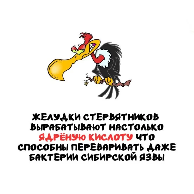 Подборка любопытных фактов обо всём на свете