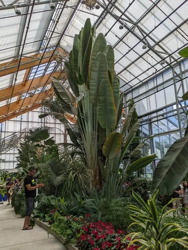 Гигантское растение