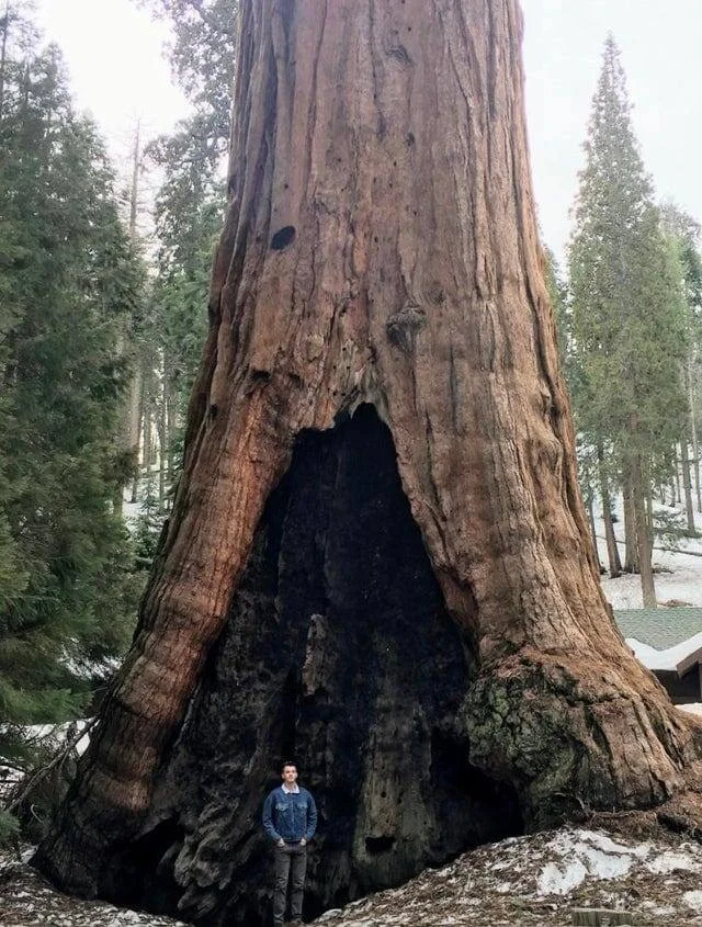 Человек и дерево