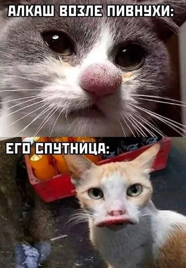 Котобаяны