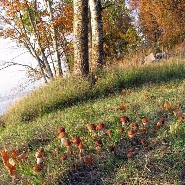 Ждали? Получите! Прикольные картинки!