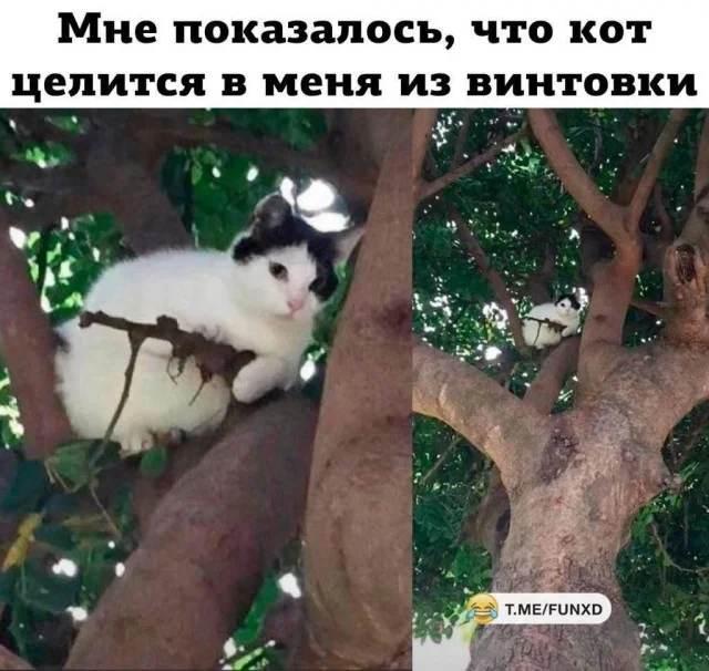 Баяны про котов
