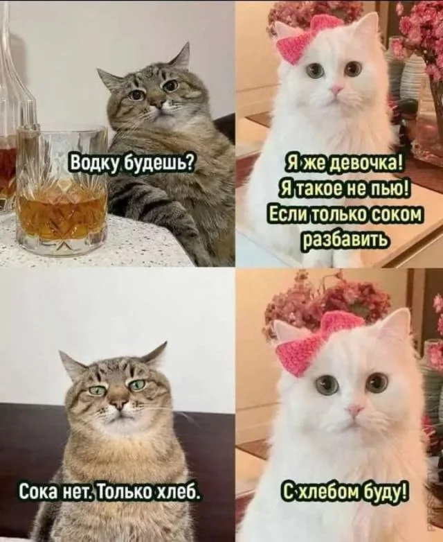 Баяны про котов
