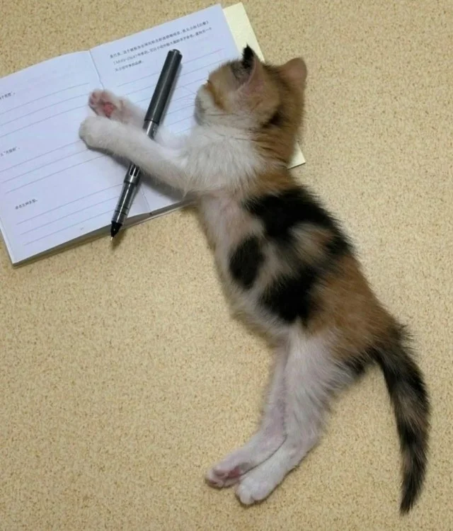 Баяны про котов