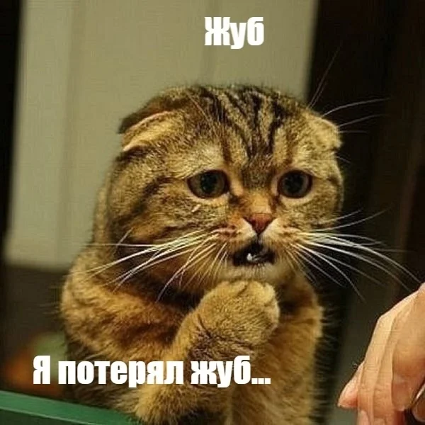 Баяны про котов