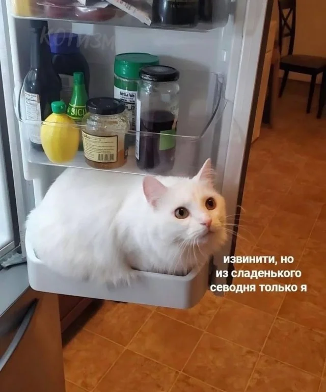 Актуальные мемы