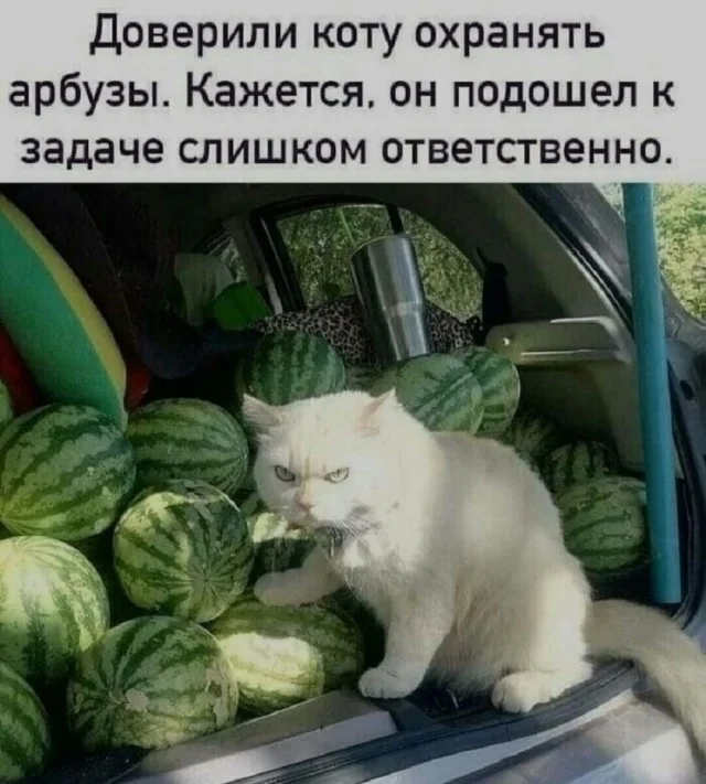 Актуальные мемы