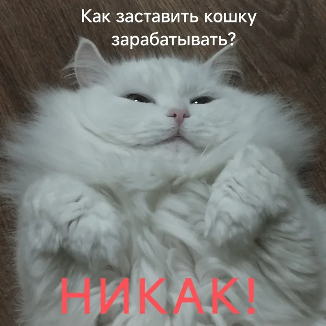 Кото-баяны