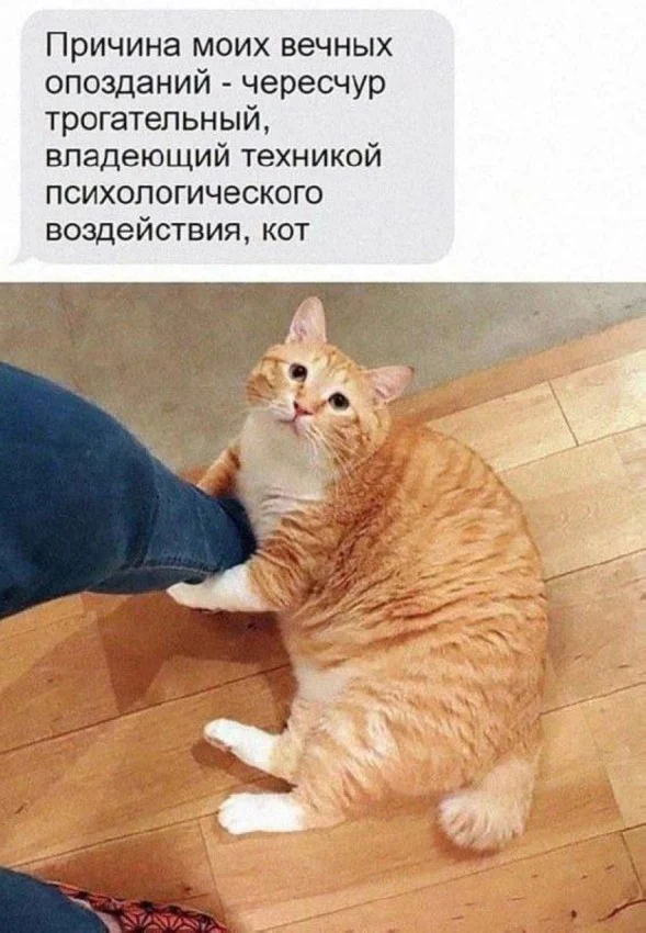 Кото-баяны