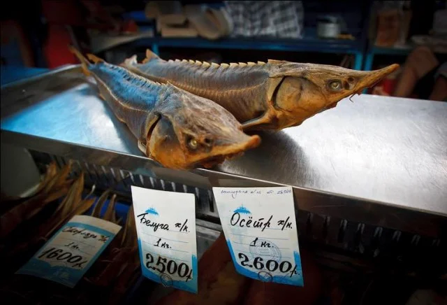 Что такое визига в рыбе: встречается ли в стерляди и осетре