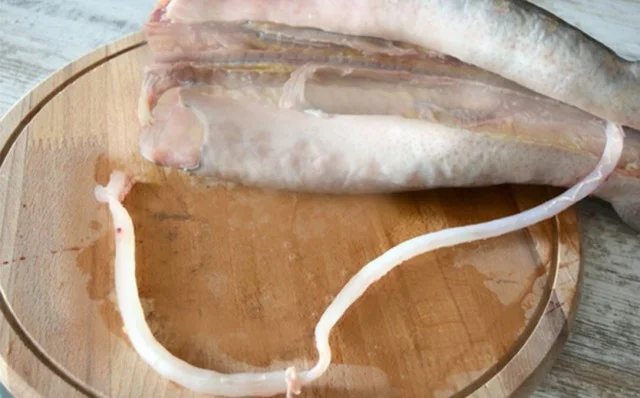 Что такое визига в рыбе: встречается ли в стерляди и осетре