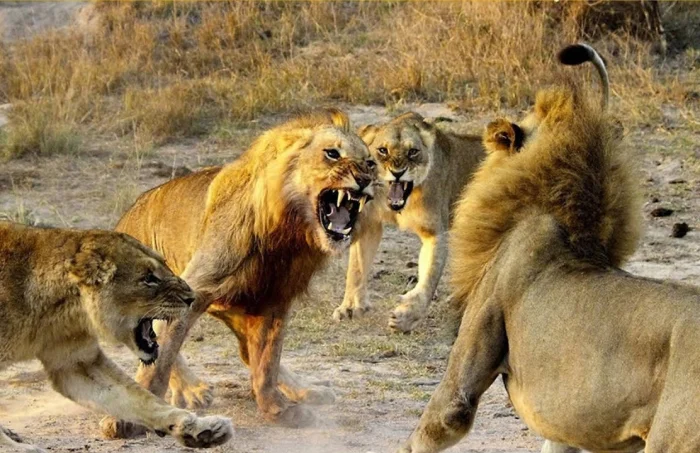 Тайная жизнь львов: 90% взрослых особей состоят в жестоких бандах