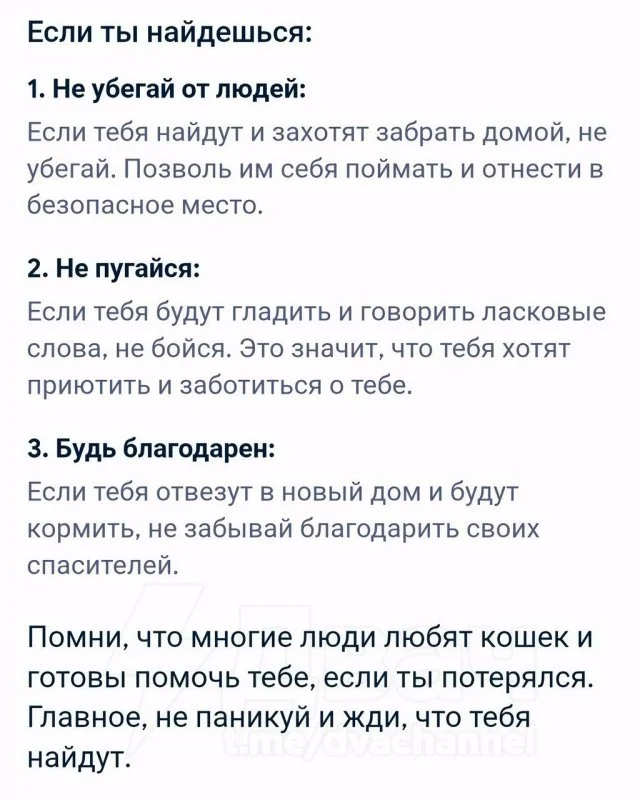 «Я котёнок и потерялся»: что подскажет нейросеть в такой ситуации