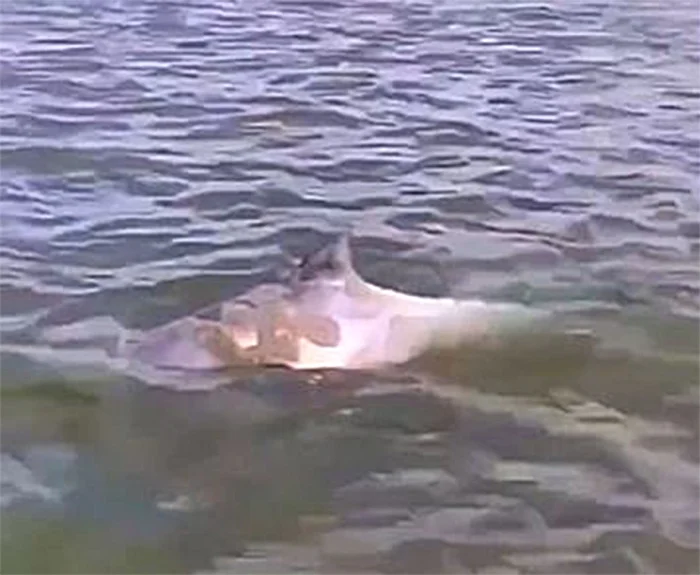 «Мини-киты» в Дону: что за существа пугают ростовчан