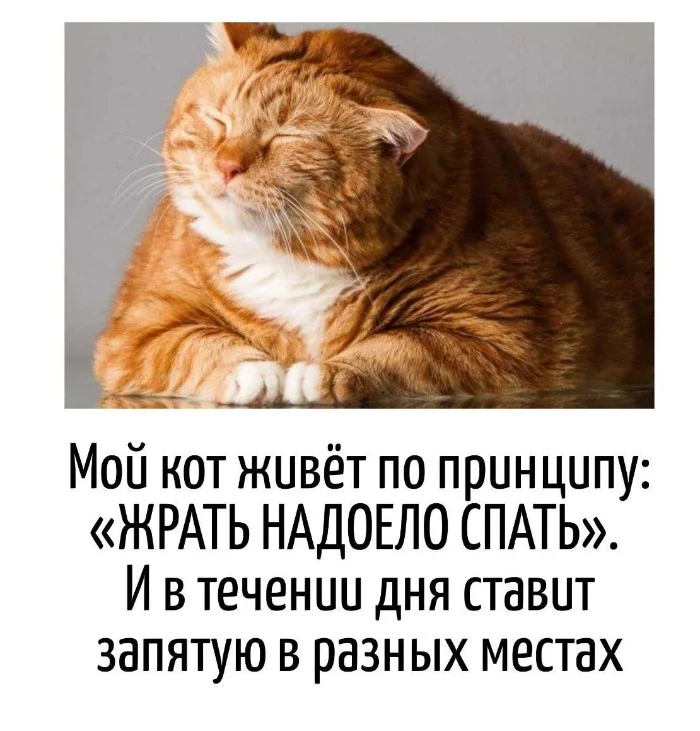 Игра слов – каламбуры, словесный юмор и прикольные картинки #127