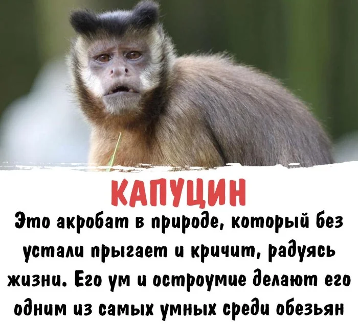 Интересная биология — удивительные факты о животных и растениях #107