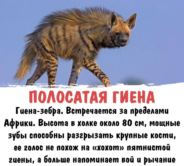 Интересная биология — удивительные факты о животных и растениях #108