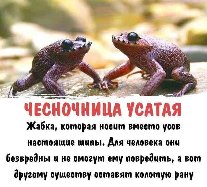 Интересная биология — удивительные факты о животных и растениях #109