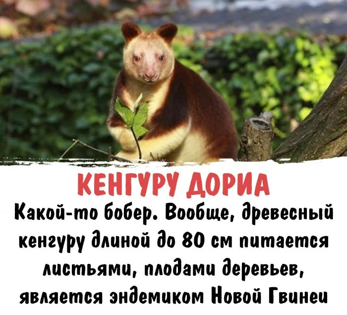 Интересная биология — удивительные факты о животных и растениях #110