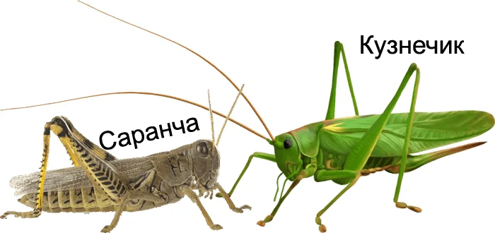 Как формируется рой саранчи: стихия, которой не остановить даже цивилизацию