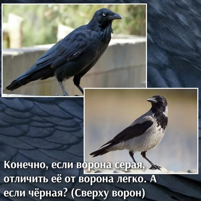 Ворона или ворон: как быстро отличить