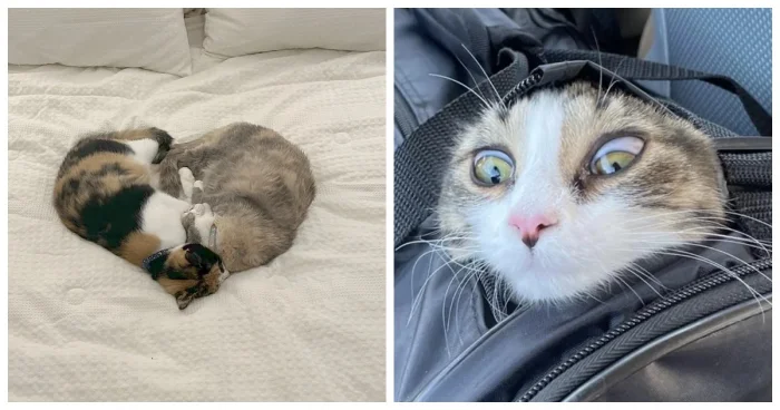 25 забавных фото, доказывающих, что коты живут по своим правилам