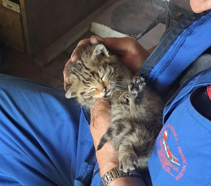 Котик-сюрприз!