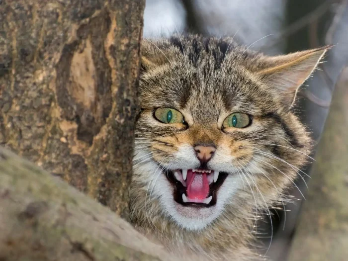 Уходи, это мой дом! В смысле, ты собственник? Ничего не знаю, я уже тут 5 лет живу!