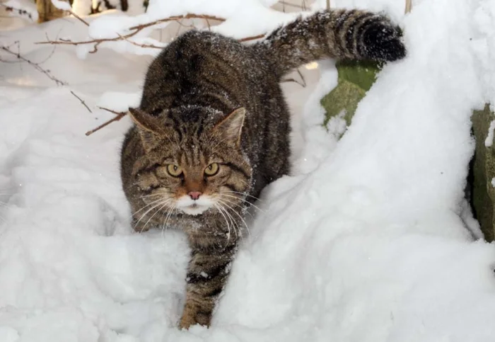 Борис из рекламы Kitekat стал каким-то очень уж злым!