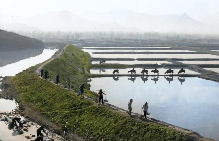 Рисовые поля