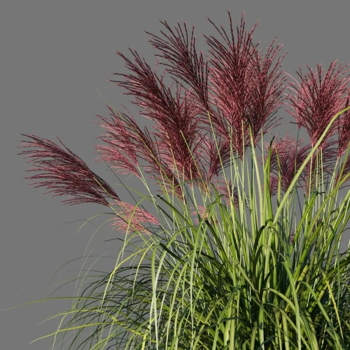 Мискантус: экологичное топливо будущего или скрытая угроза?