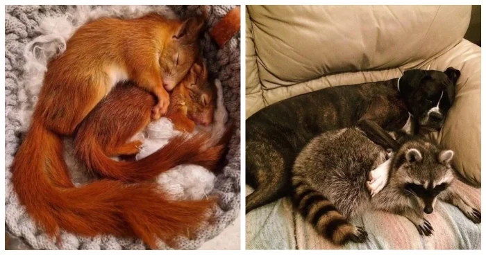 25 трогательных фото, где объятия лучше любой подушки