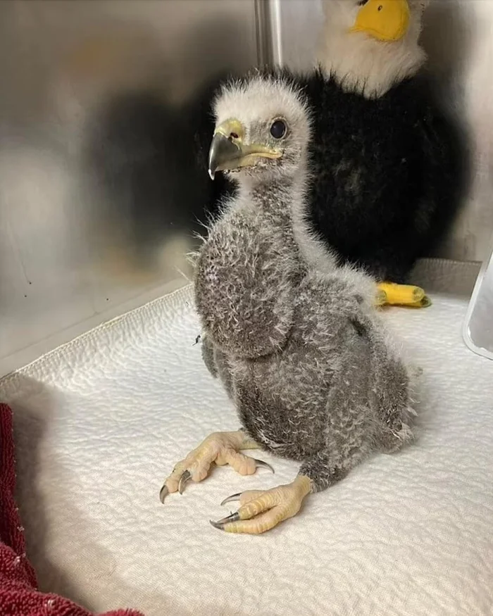 Отец-орёл два месяца высиживал камень… пока не произошло неожиданное