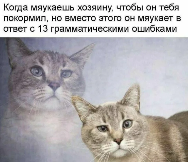 Смешные скрины из соцсетей #85