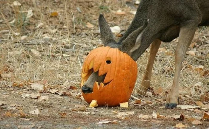 Подъехало всё вразнобой