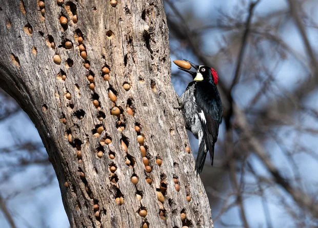 Желудёвый дятел: хранитель запасов с убийственным характером