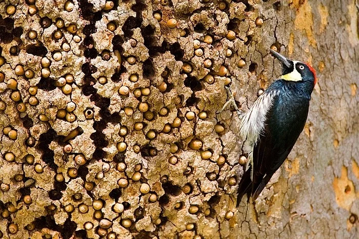 Желудёвый дятел: хранитель запасов с убийственным характером