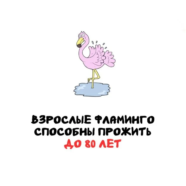 Подборка любопытных фактов обо всём на свете