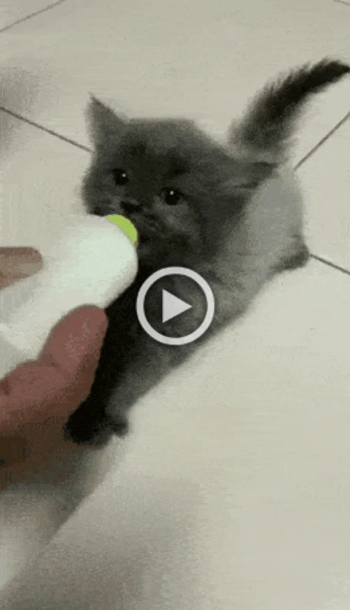 Разнообразные ГИФки #181