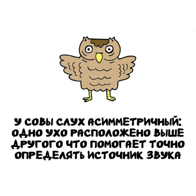Факты на все случаи жизни: от забавных до удивительных