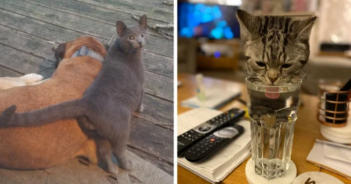 18 забавных историй о том, как люди находили у себя дома чужих котов